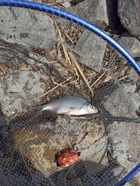 Лещ ловится на флэт и пружину