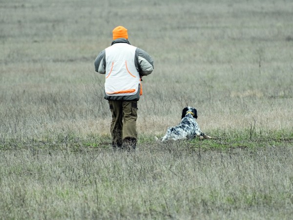 Икона стиля или пародия на породу?Хотелось бы уйти от затертых фраз о том, какая это замечательная порода —  английский сеттер. Об этом много написано. Лучше посмотрим на оборотную сторону проблемы, 
о которой не так часто говорят. Что на сегодня представляет собой поголовье английских сеттеров в России? 