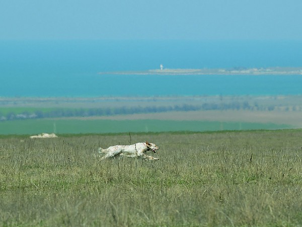 Икона стиля или пародия на породу?Хотелось бы уйти от затертых фраз о том, какая это замечательная порода —  английский сеттер. Об этом много написано. Лучше посмотрим на оборотную сторону проблемы, 
о которой не так часто говорят. Что на сегодня представляет собой поголовье английских сеттеров в России? 