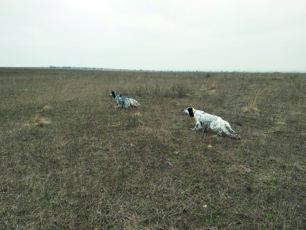 Икона стиля или пародия на породу?Хотелось бы уйти от затертых фраз о том, какая это замечательная порода —  английский сеттер. Об этом много написано. Лучше посмотрим на оборотную сторону проблемы, 
о которой не так часто говорят. Что на сегодня представляет собой поголовье английских сеттеров в России? 