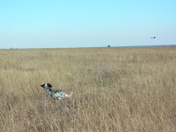 Икона стиля или пародия на породу?Хотелось бы уйти от затертых фраз о том, какая это замечательная порода —  английский сеттер. Об этом много написано. Лучше посмотрим на оборотную сторону проблемы, 
о которой не так часто говорят. Что на сегодня представляет собой поголовье английских сеттеров в России? 