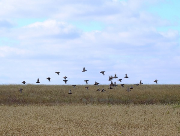 Икона стиля или пародия на породу?Хотелось бы уйти от затертых фраз о том, какая это замечательная порода —  английский сеттер. Об этом много написано. Лучше посмотрим на оборотную сторону проблемы, 
о которой не так часто говорят. Что на сегодня представляет собой поголовье английских сеттеров в России? 