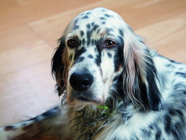 Икона стиля или пародия на породу?Хотелось бы уйти от затертых фраз о том, какая это замечательная порода —  английский сеттер. Об этом много написано. Лучше посмотрим на оборотную сторону проблемы, 
о которой не так часто говорят. Что на сегодня представляет собой поголовье английских сеттеров в России? 