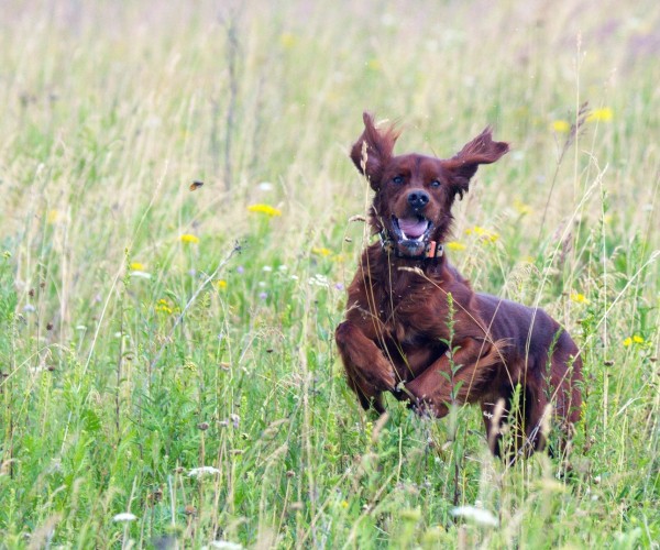 Призы «Российской охотничьей газеты» будут разыграны 15-16 июляВниманию владельцев подружейных собак - легавых, спаниелей и ретриверов! 15-16 июля всего в 130 километрах от столицы состоится традиционное Первенство по охоте с подружейными собаками на Кубок клуба «Сафари» и призы РОГ!