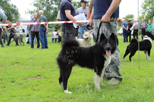 Саратовская областная выставка собак охотничьих пород-2023 В этом году зарегистрировались и прошли экспертизу в рингах 146 собак, что чуть больше, чем в прошлом году. При этом слегка изменился баланс пород Саратовская областная выставка собак охотничьих пород-2023 В этом году зарегистрировались и прошли экспертизу в рингах 146 собак, что чуть больше, чем в прошлом году. При этом слегка изменился баланс пород