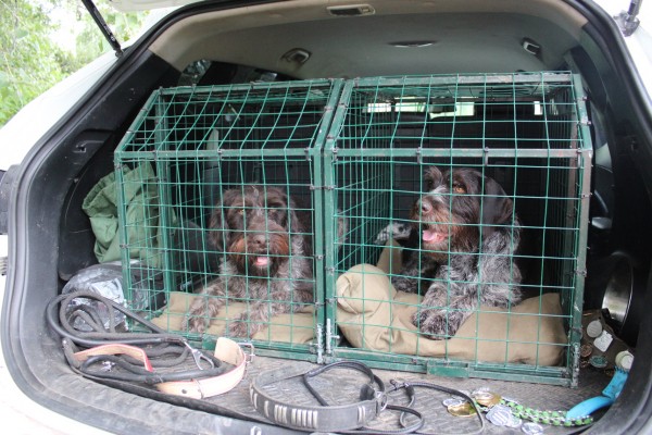 Саратовская областная выставка собак охотничьих пород-2023 В этом году зарегистрировались и прошли экспертизу в рингах 146 собак, что чуть больше, чем в прошлом году. При этом слегка изменился баланс пород Саратовская областная выставка собак охотничьих пород-2023 В этом году зарегистрировались и прошли экспертизу в рингах 146 собак, что чуть больше, чем в прошлом году. При этом слегка изменился баланс пород