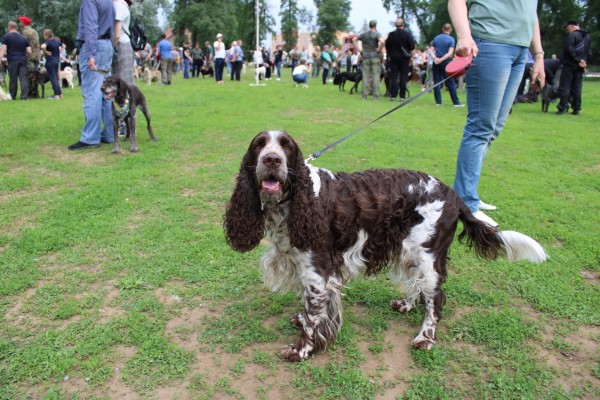 Саратовская областная выставка собак охотничьих пород-2023 В этом году зарегистрировались и прошли экспертизу в рингах 146 собак, что чуть больше, чем в прошлом году. При этом слегка изменился баланс пород Саратовская областная выставка собак охотничьих пород-2023 В этом году зарегистрировались и прошли экспертизу в рингах 146 собак, что чуть больше, чем в прошлом году. При этом слегка изменился баланс пород