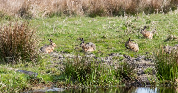 Зайца надо сберечь Зайца надо сберечь