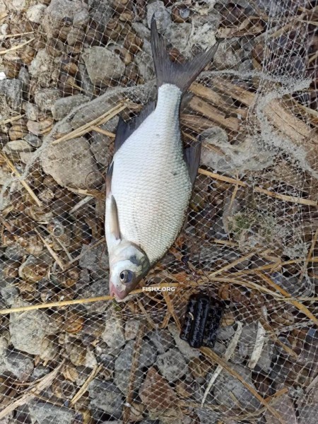 Непредсказуемый подлещ