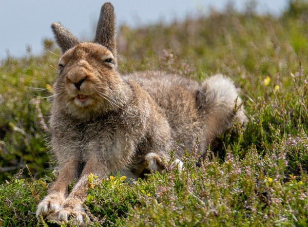 Зайца надо сберечь Зайца надо сберечь