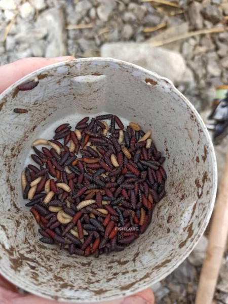 Непредсказуемый подлещ