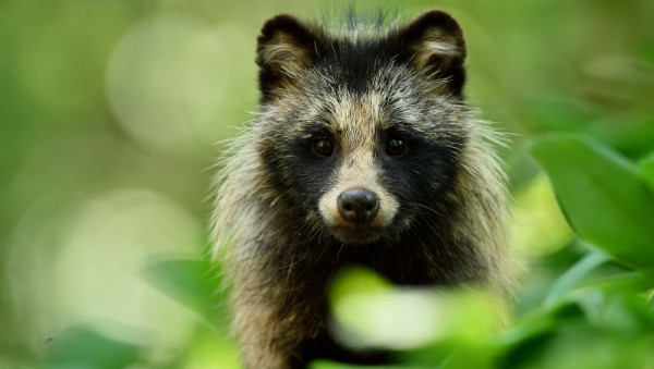 Енотовидная проблема