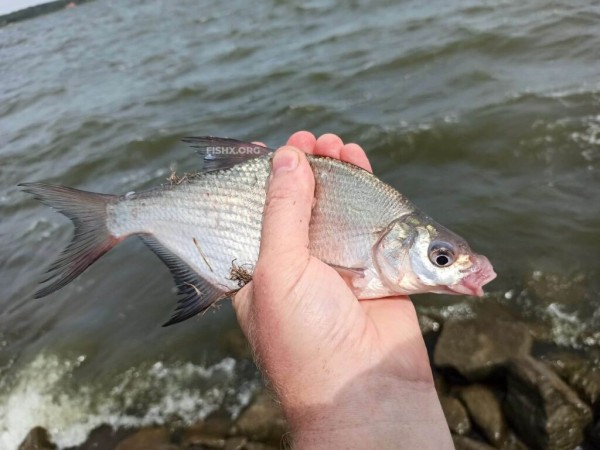 Непредсказуемый подлещ