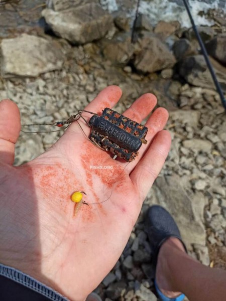 Непредсказуемый подлещ