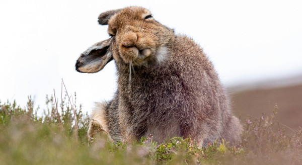 Зайца надо сберечь Зайца надо сберечь