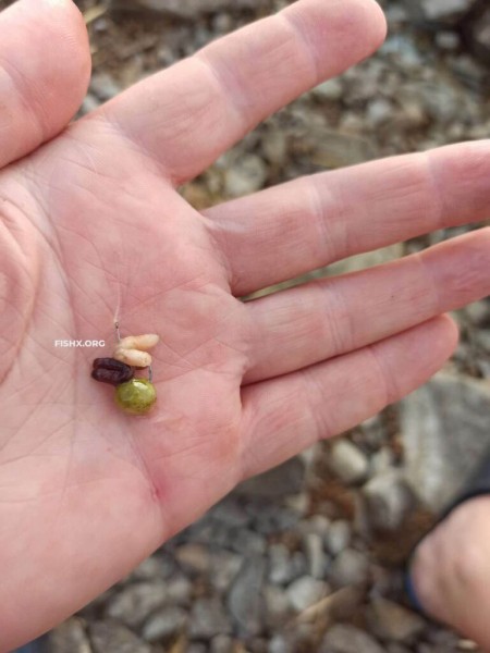 Непредсказуемый подлещ