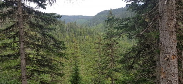 Енотовидная проблема